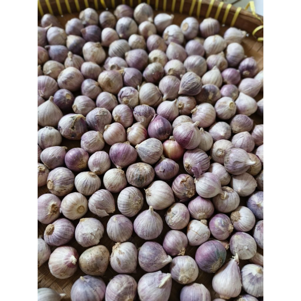 

Bawang putih tunggal asli 100 gram fress