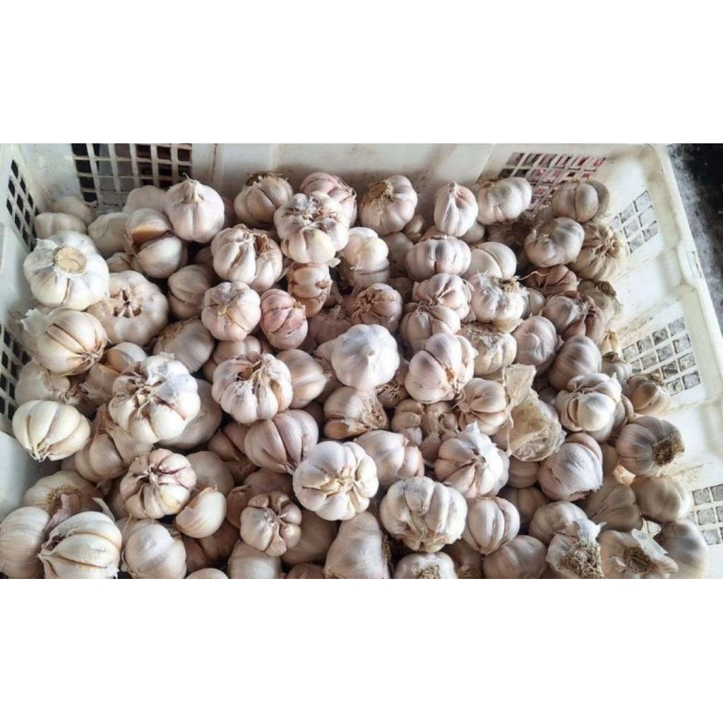 

Bawang putih ½kg & 1kg