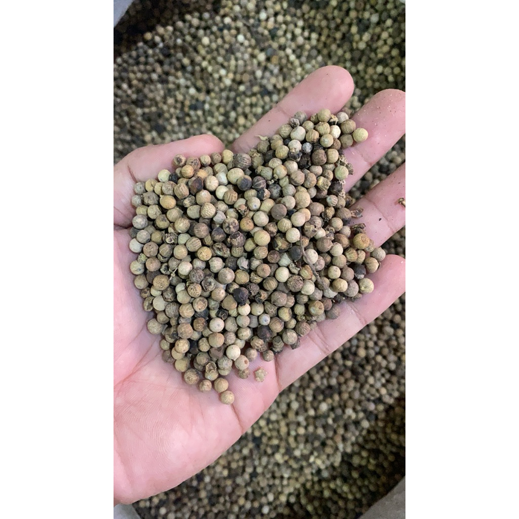 

Lada Putih / Merica Putih Berat 1KG Kualitas Terbaik
