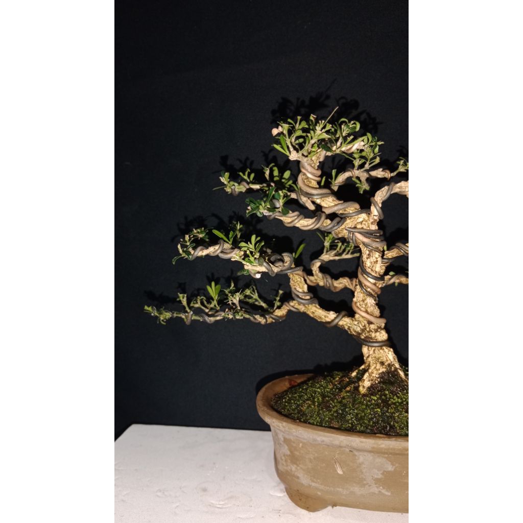 bonsai buxus