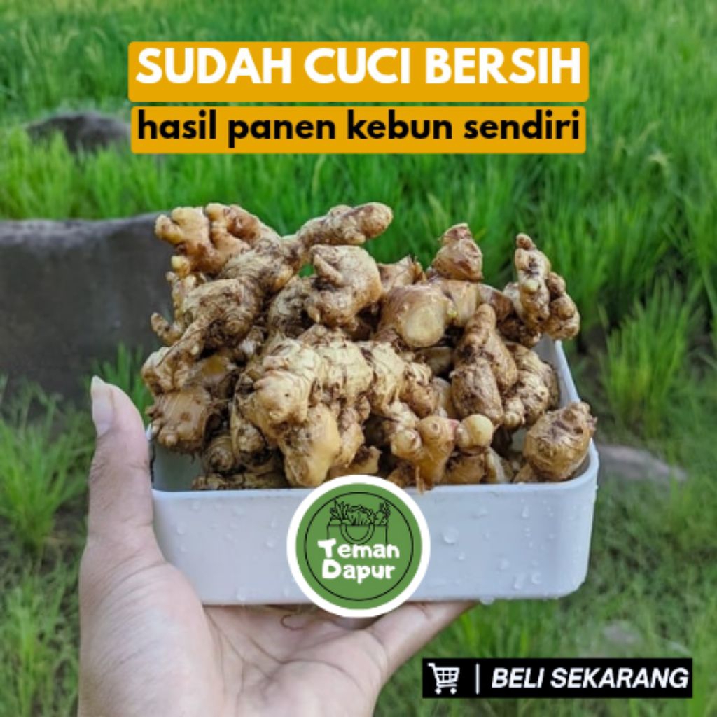 

Jahe emprit Segar 1 Kg/500gr Super Pedas Fresh Lokal Sudah Dicuci Bersih