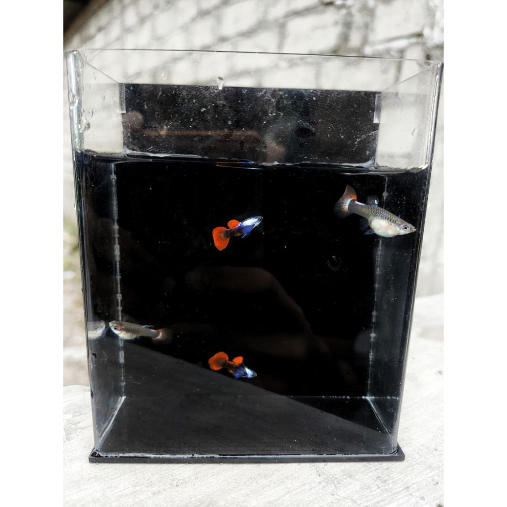 Ikan Guppy (Platinum Red Tail Dumbo Ear )