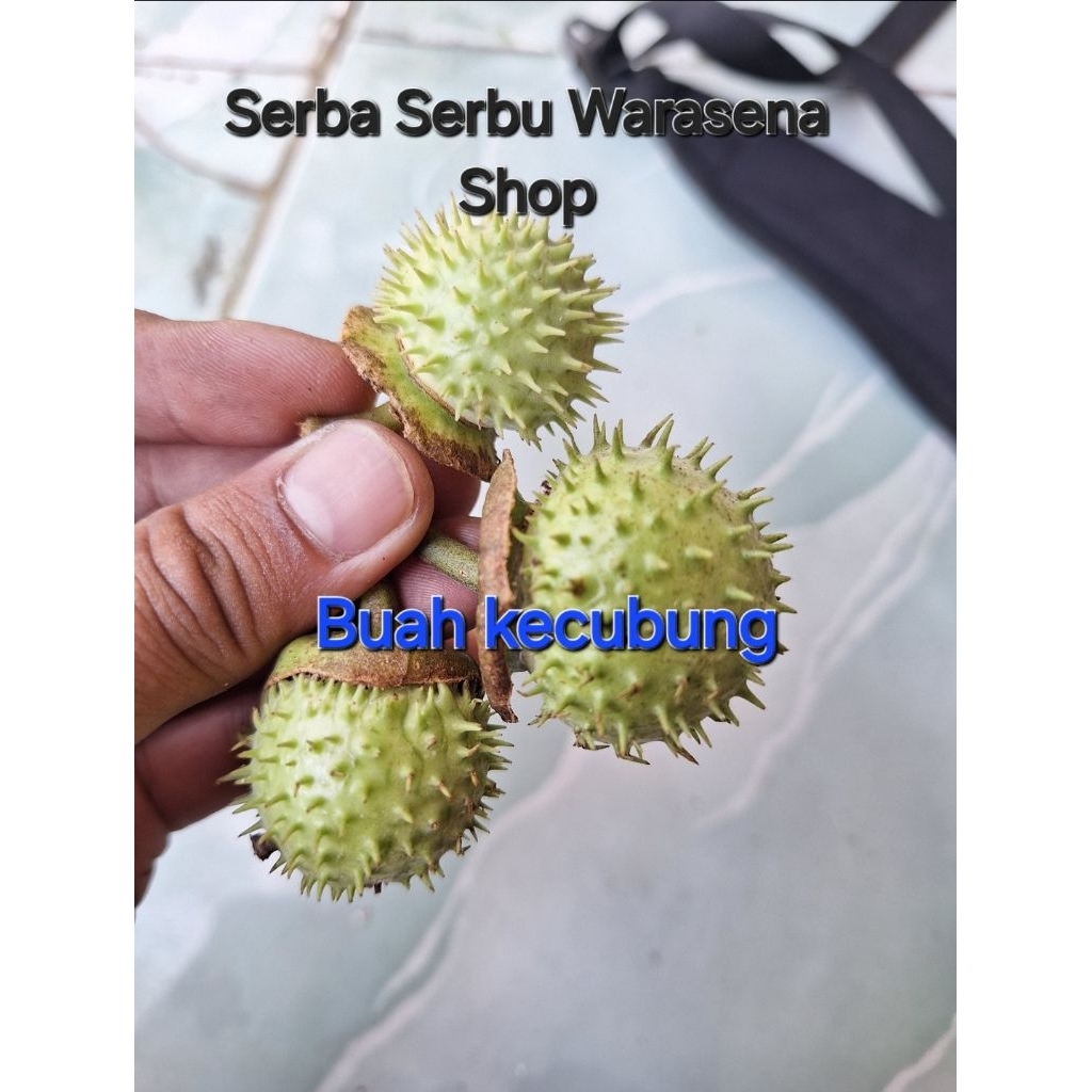 

Buah Kecubung obat tradisional harga per 1 buah