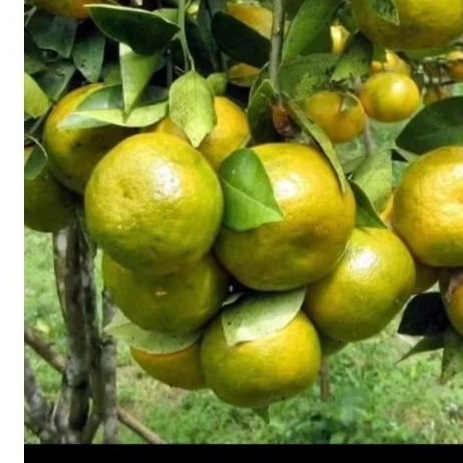 

JERUK KEPROK PUNTEN 1KG