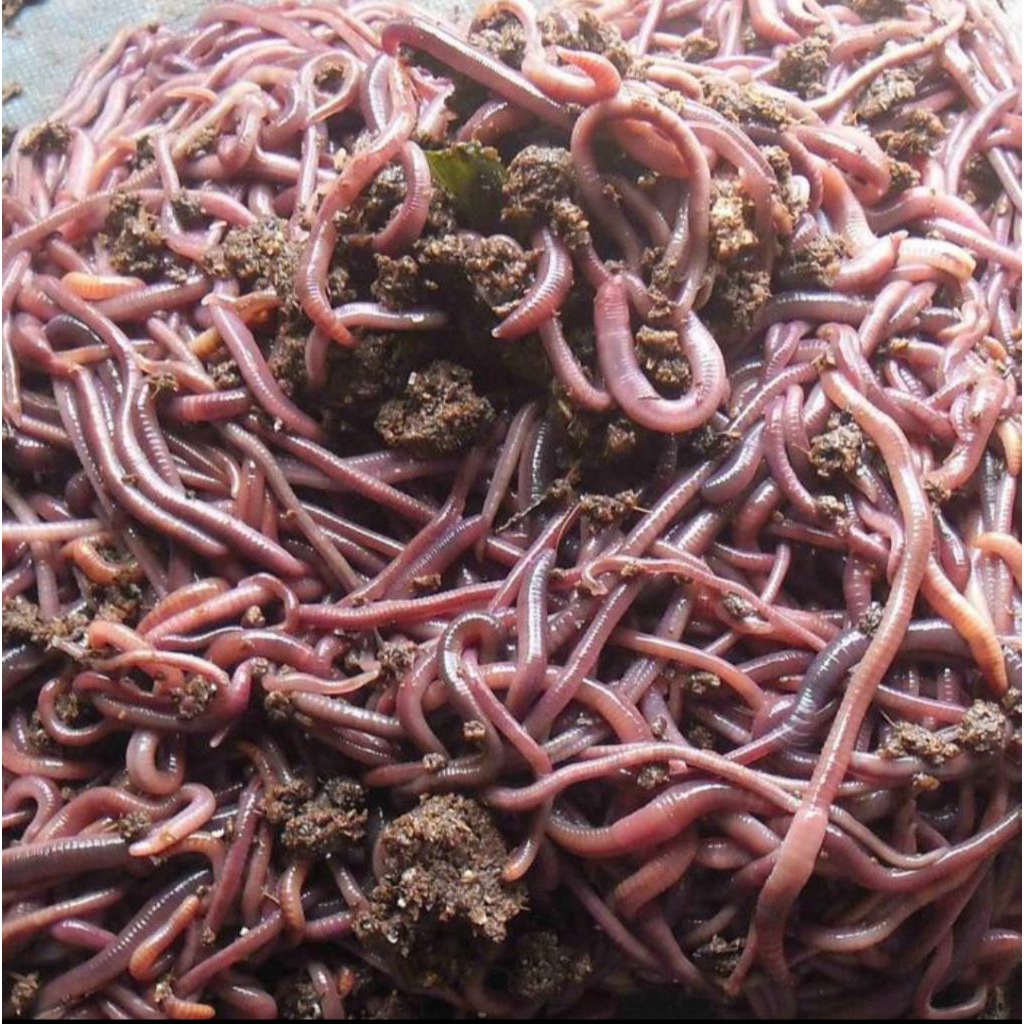 Cacing Tanah Organik Lumbricus