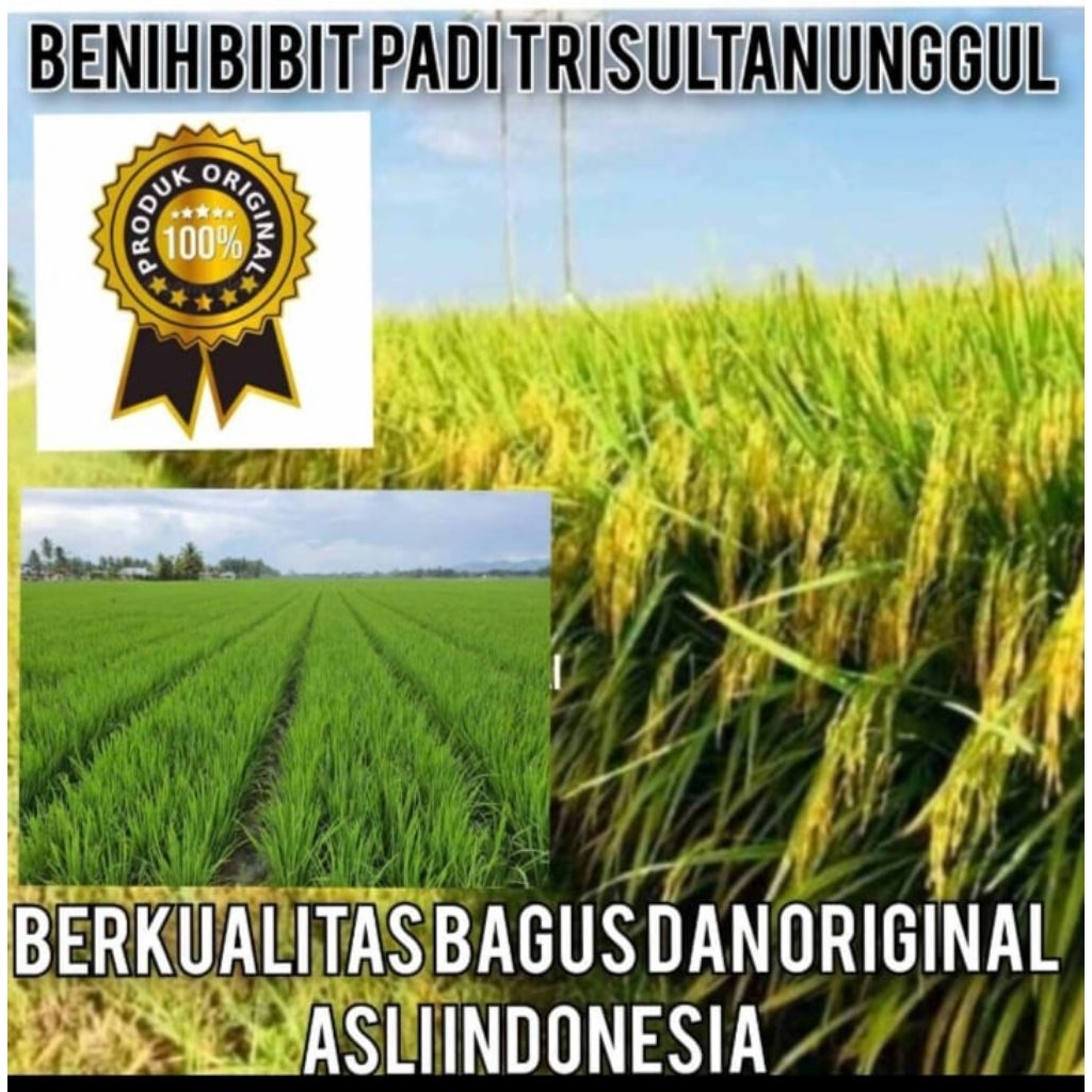 BIBIT BENIH PADI TRISULTAN