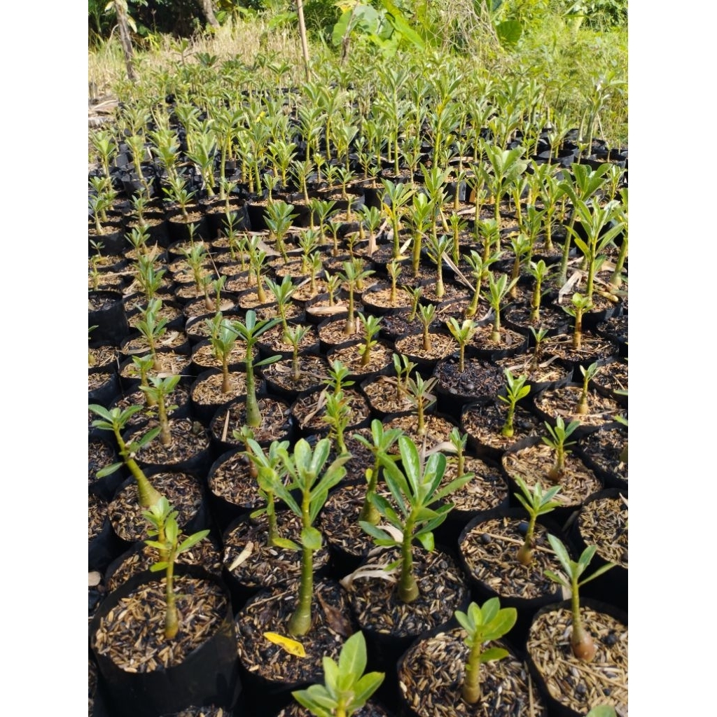 Adenium, Adenium obesum,adenium bunga single (bunga warna pink Lokal)