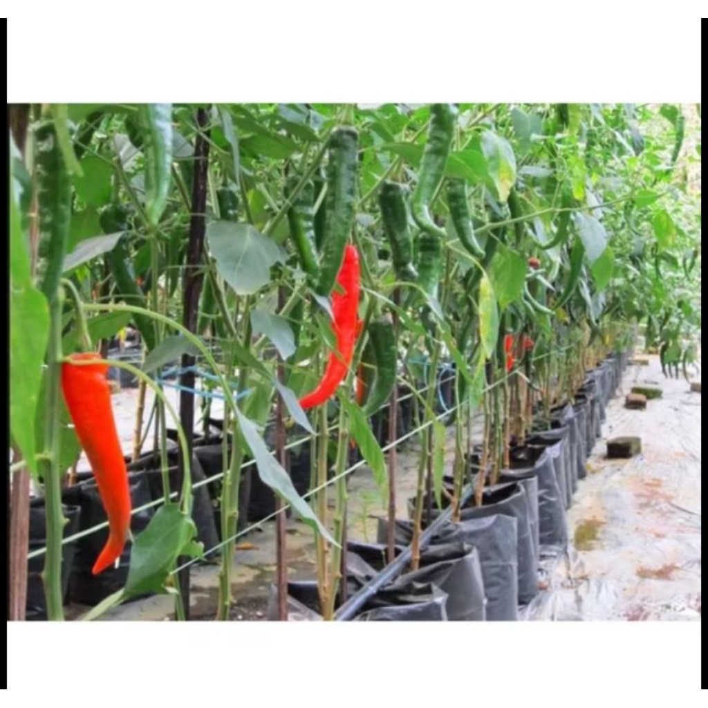 POHON CABE MERAH BESAR ( CABE TEROPONG ) TANAMAN CABAI MERAH BESAR SUDAH DEWASA