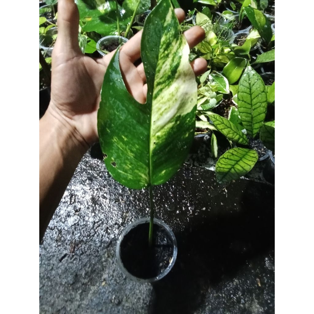 Tanaman Hias philodendron epip yellow varigata