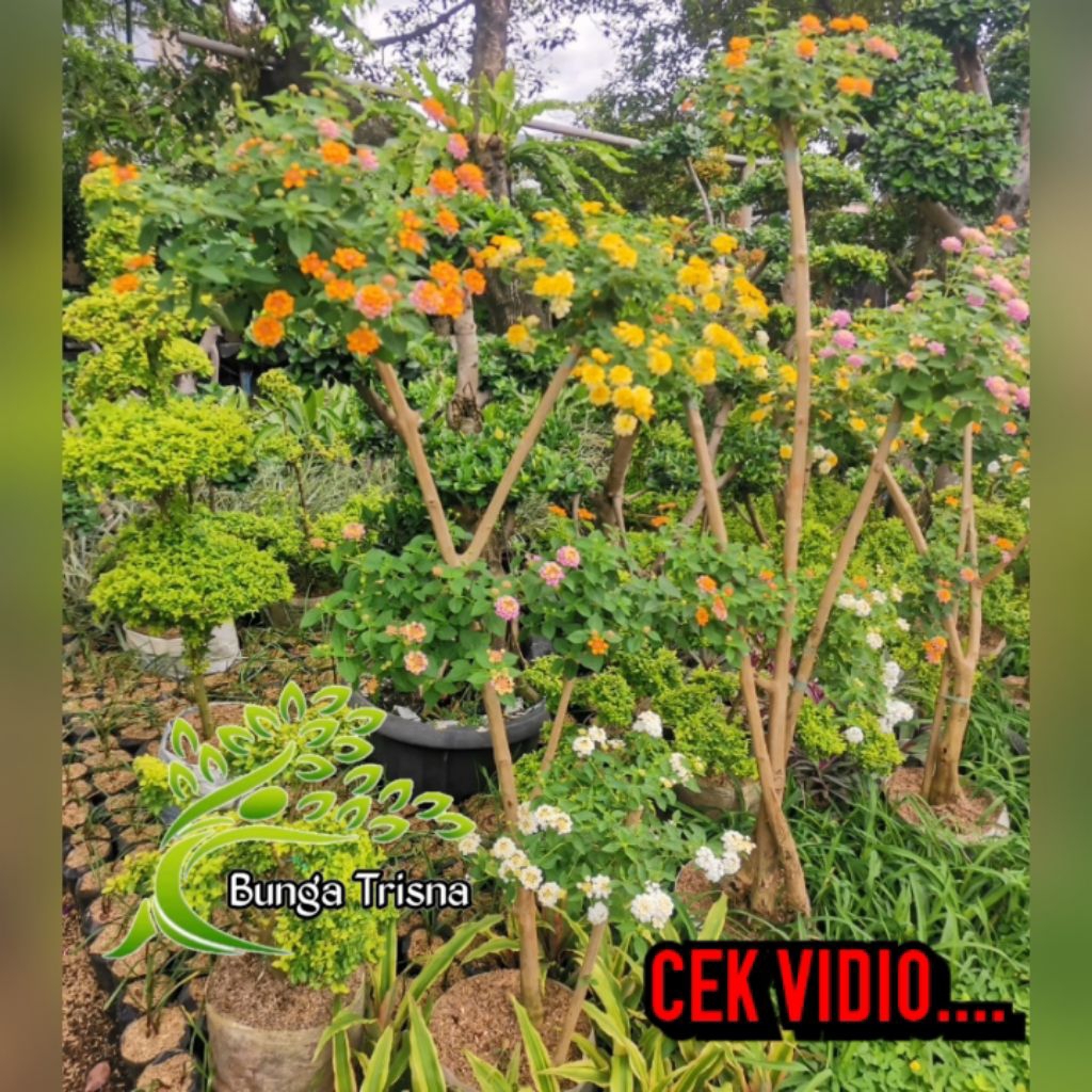 Tanaman Hias Bonsai Lantana Tinggi Sudah Berbunga/ Bonsai 3-4 cabang/Lantana bonsai warna warni Stok