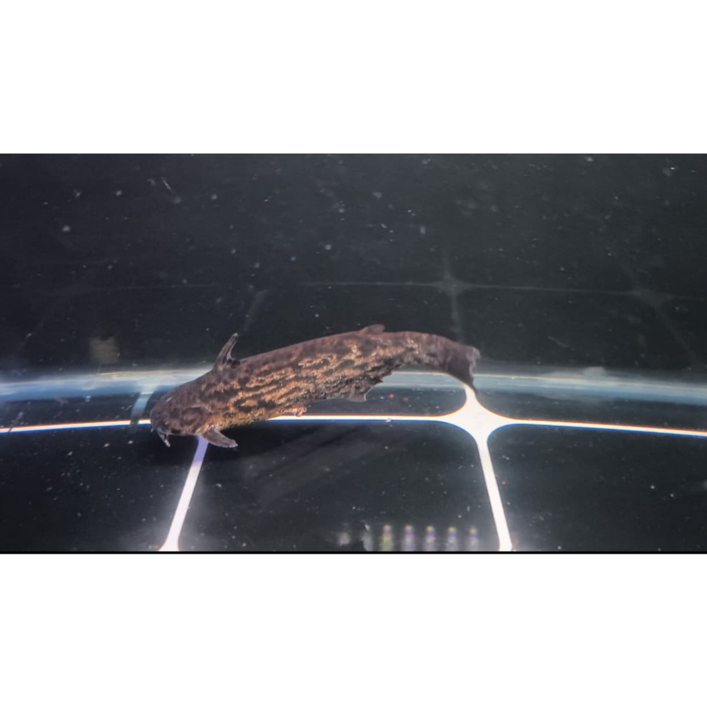 Ikan hias Colombia Catfish