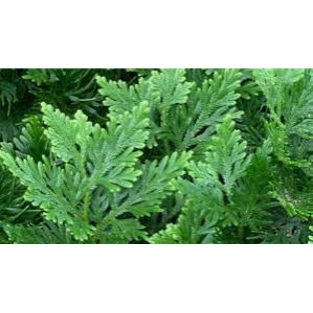 

daun cakar ayam segar pres 500grm