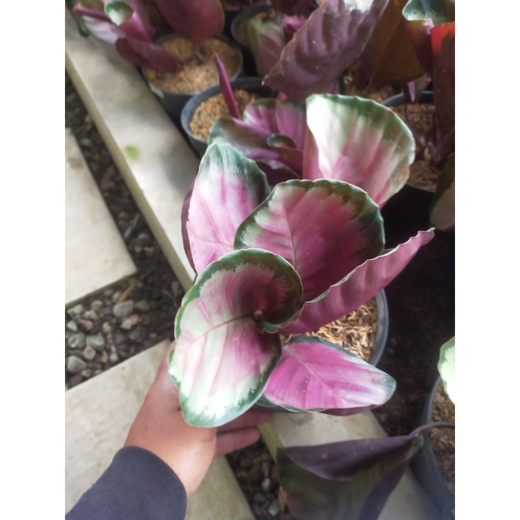 calathea pink rossy original