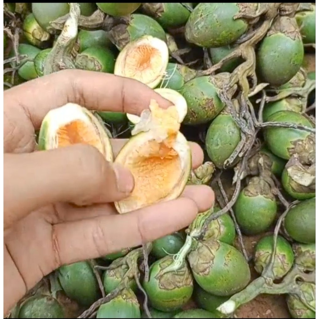 PINANG MUDA/BIKIN PRIA PERKASA