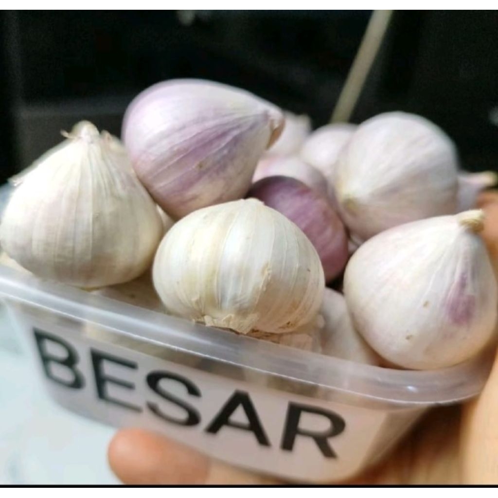 

Bawang putih tunggal size besar