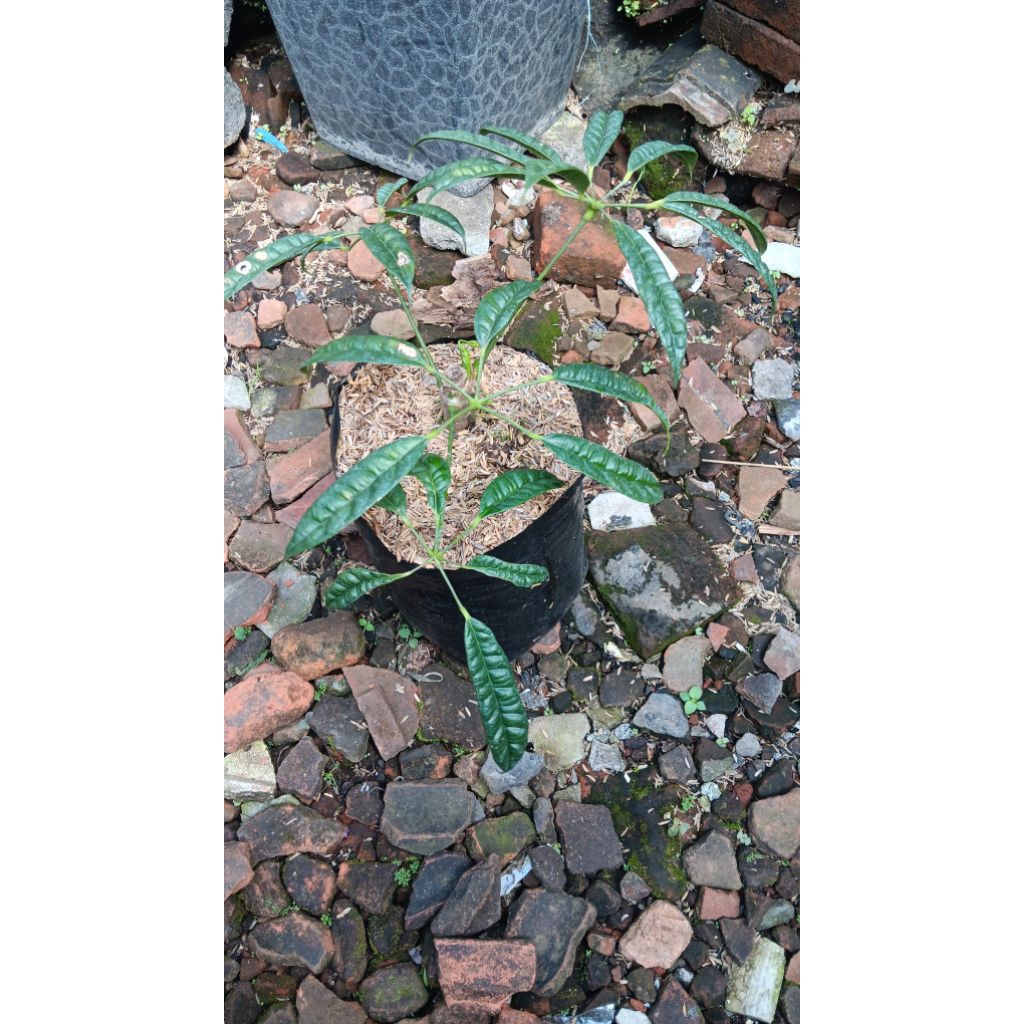 tanaman hias walisongo pete(rimbun)