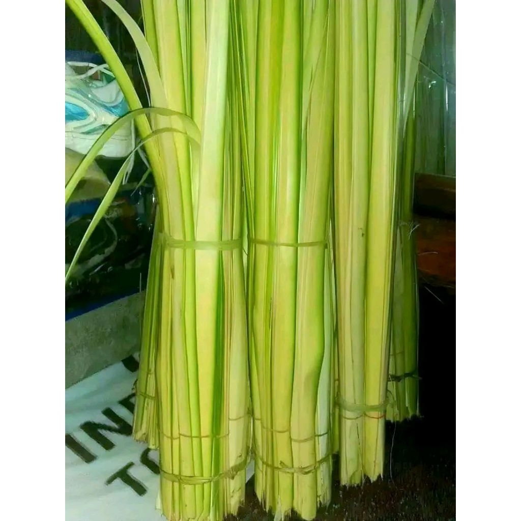 

daun kelapa tua dan muda frezz