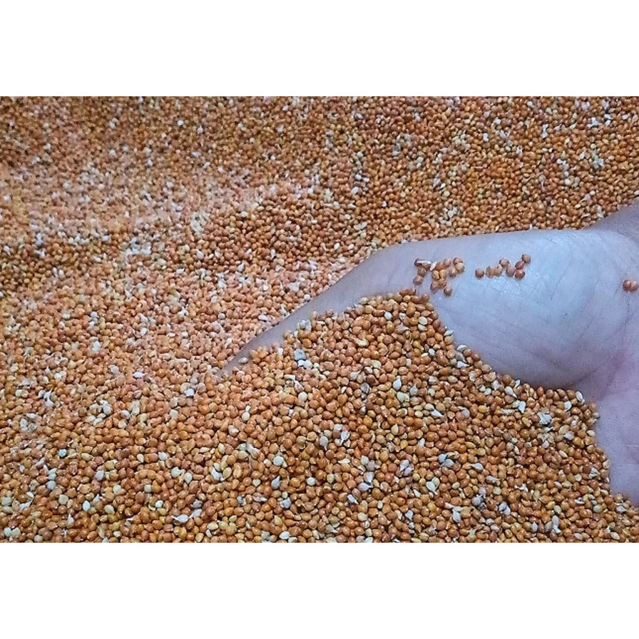 JEWAWUT 500 GRAM BIJI OTEK PAKAN MAKANAN BURUNG FINCH BLACKTRHOAT BT SANGER KENARI LOVEBIRD PERKUTUT