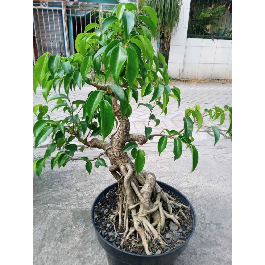 Tanaman hias bonsai beringin ficus benjamina siap pajang
