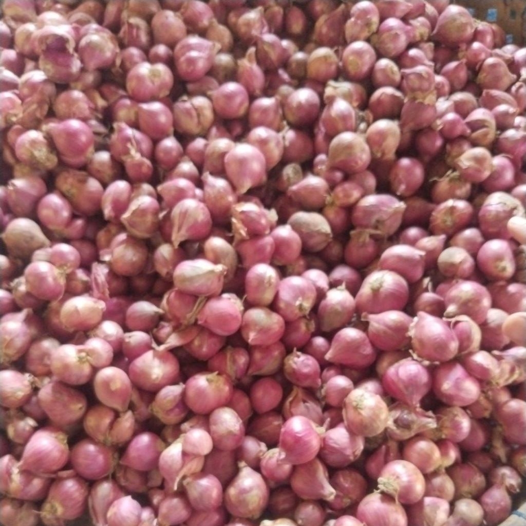 

bawang merah brebes