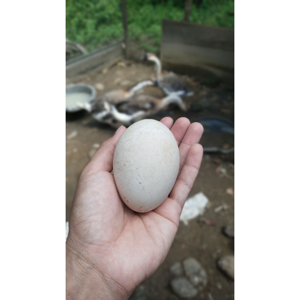 

Telur Soang Wulung untuk Konsumsi