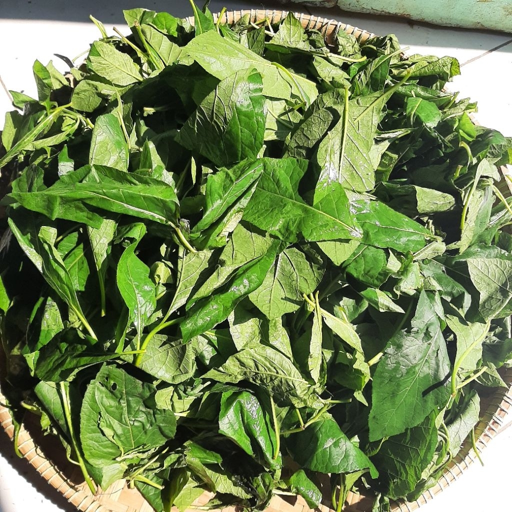 

Hijau Bumi-Daun Afrika segar 1kg
