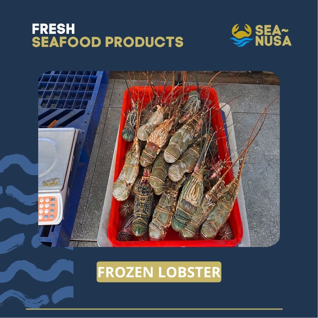 

LOBSTER BEKU Bambu, Mutiara, Pakistan, Batik, Pasir, Batu Fresh Frozen Seafood Seanusa