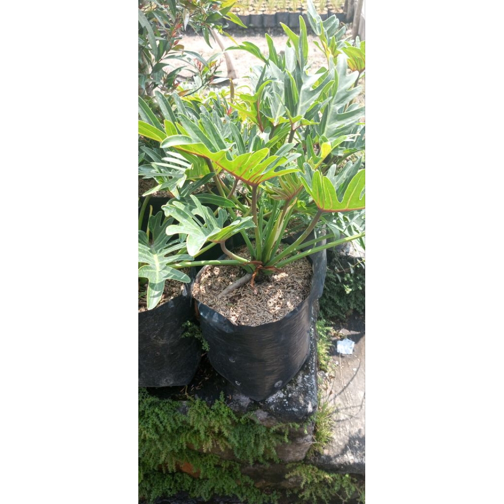 Philodendron xanadu/ Thaumatophyllum xanadu,