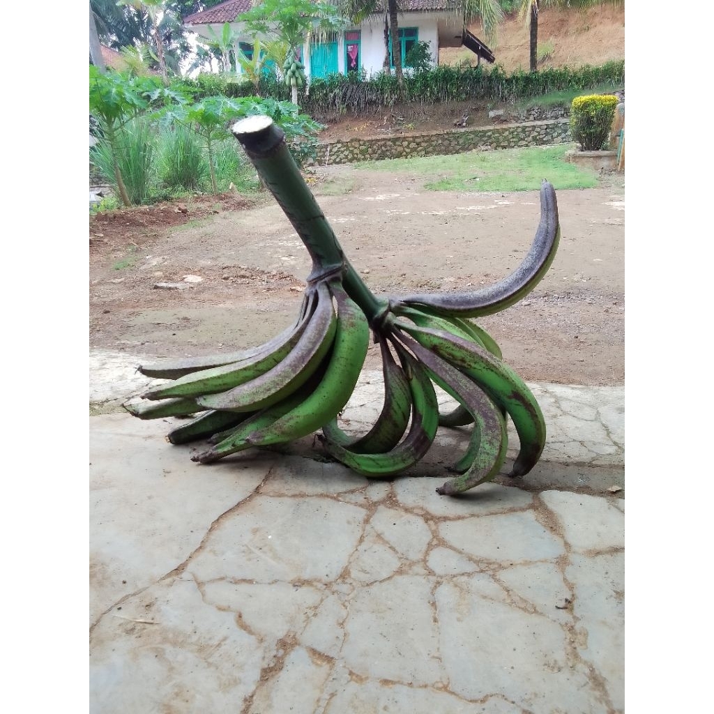 

pisang tanduk btj