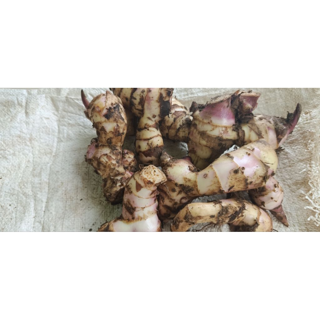 

jual umbi ganyong merah segar/ganyol per 1kg