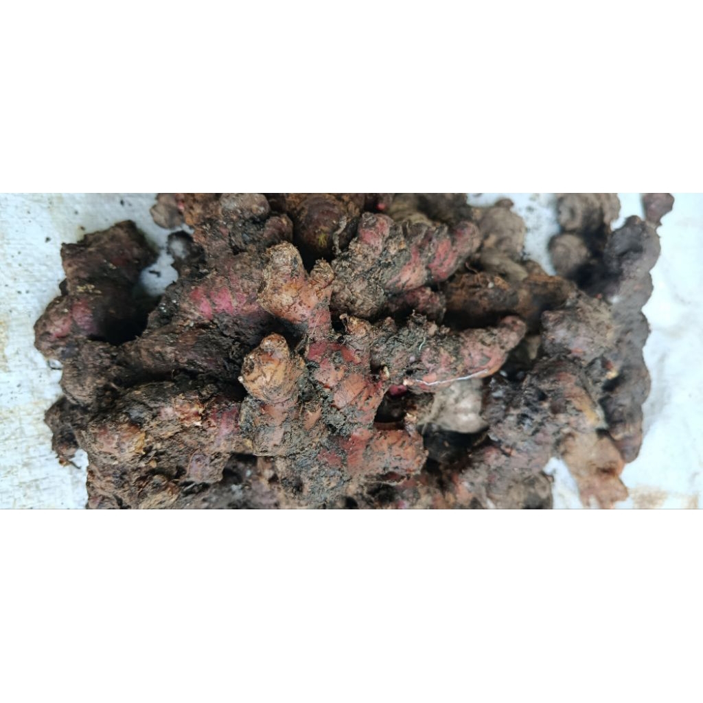 

ready jahe merah segar dadak asli per 500gram