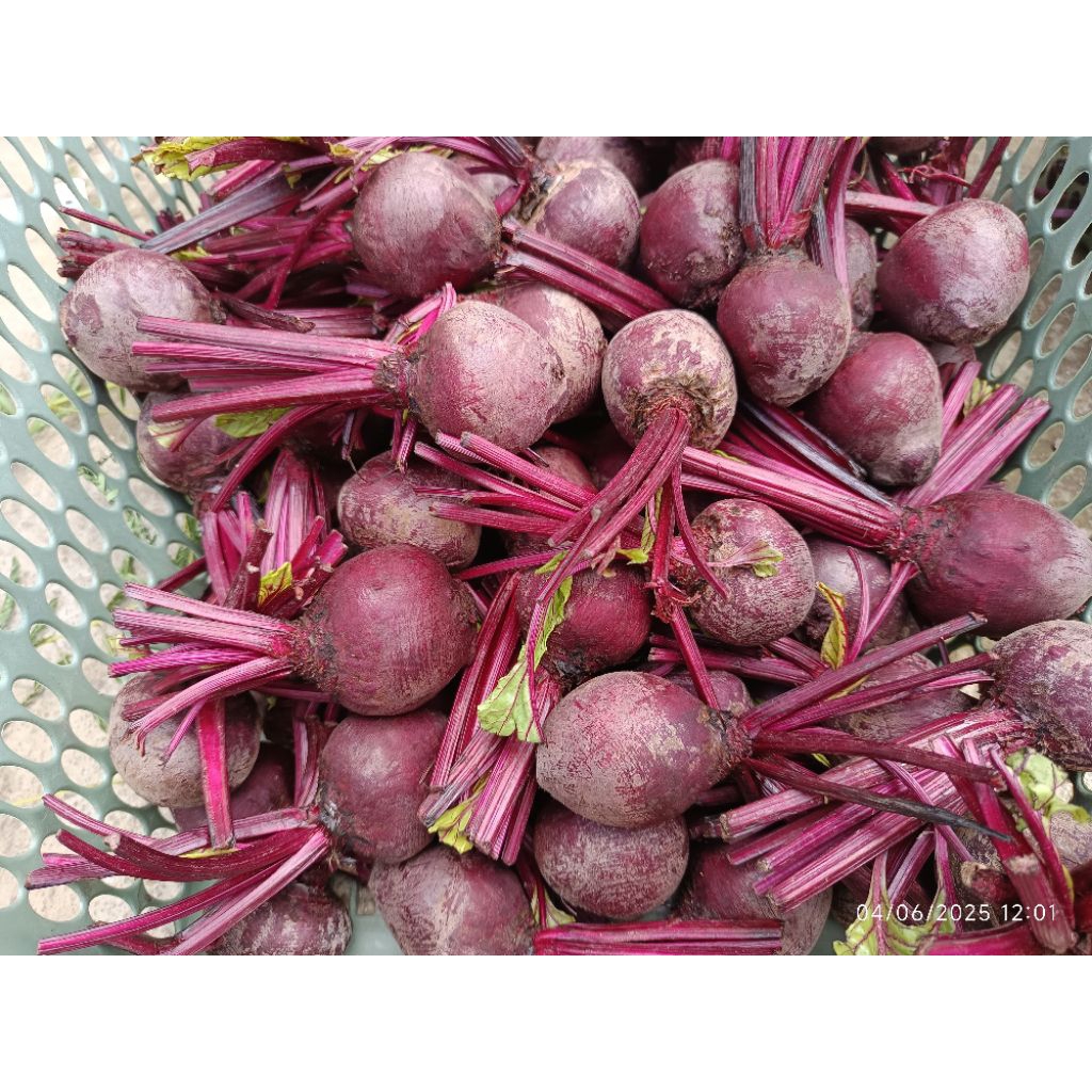 

buah bitt beet root kecil 1kg