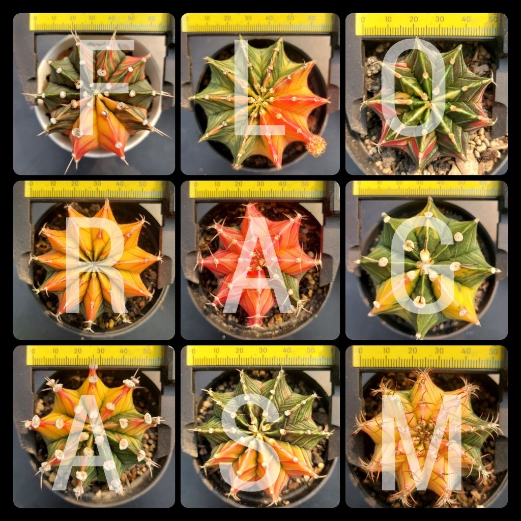 Gymnocalycium Pot 8cm Gymno Friedrichii LB Hybrid Variegata