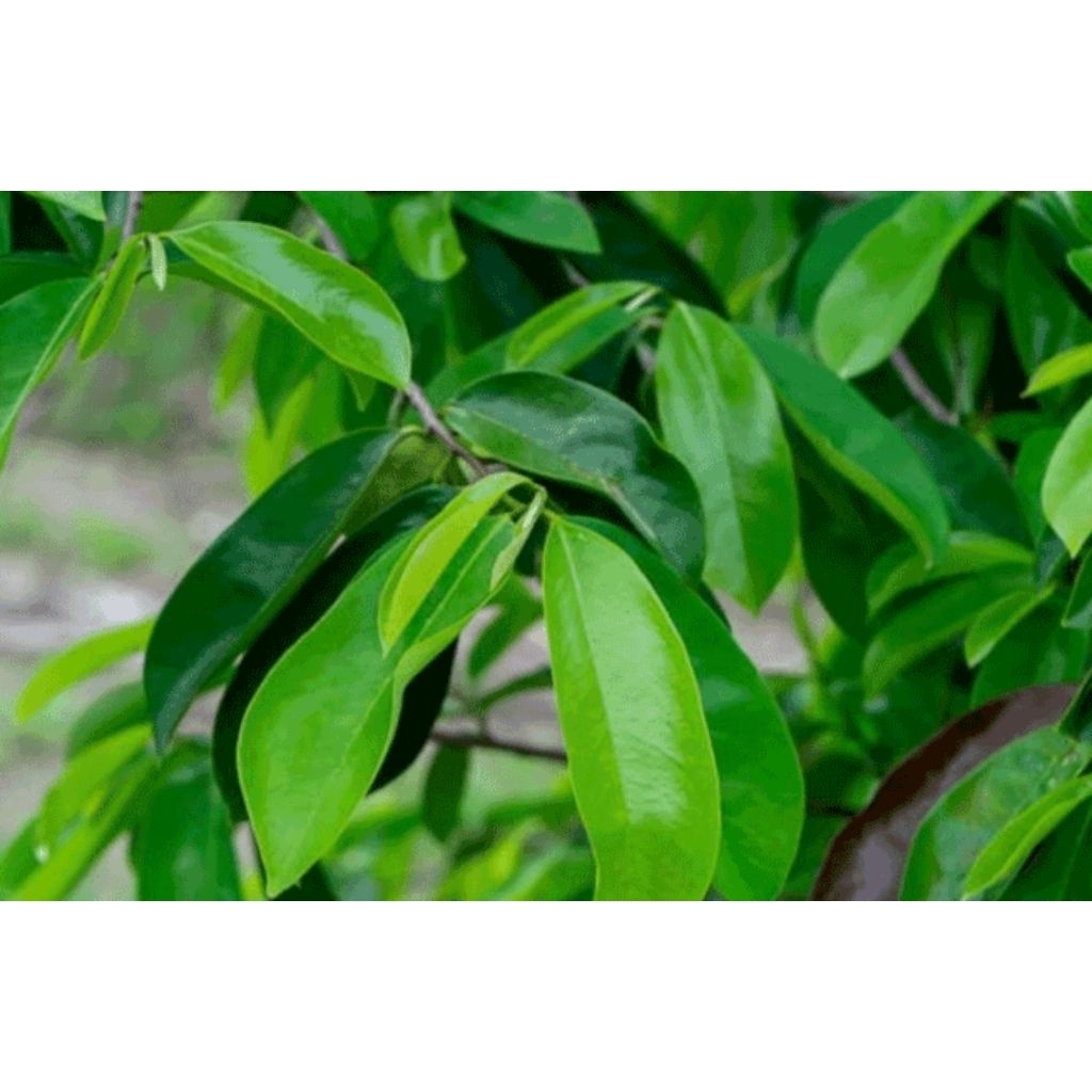 

Daun Sirsak Fresh Organik Obat Herbal Kanker & Tumor