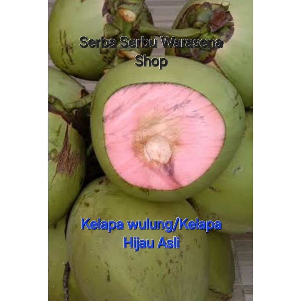 

Jual kelapa muda pucuk merah, kelapa muda wulung/kelapa hijau asli metik langsung dari pohonya tidak jatuh ketanah harga per 1 buah