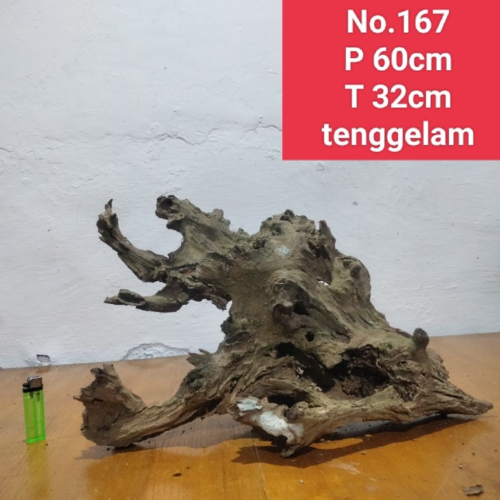akar santigi laut akar dekorasi aquascape aquarium 167
