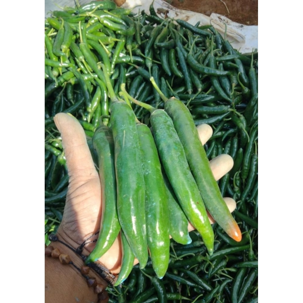 

Cabai Besar / Cabai Tanjung hijau 500gr dan 1kg