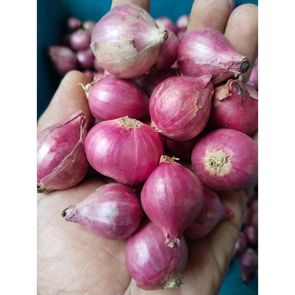 

Bawang Merah Super Asli Probolinggo