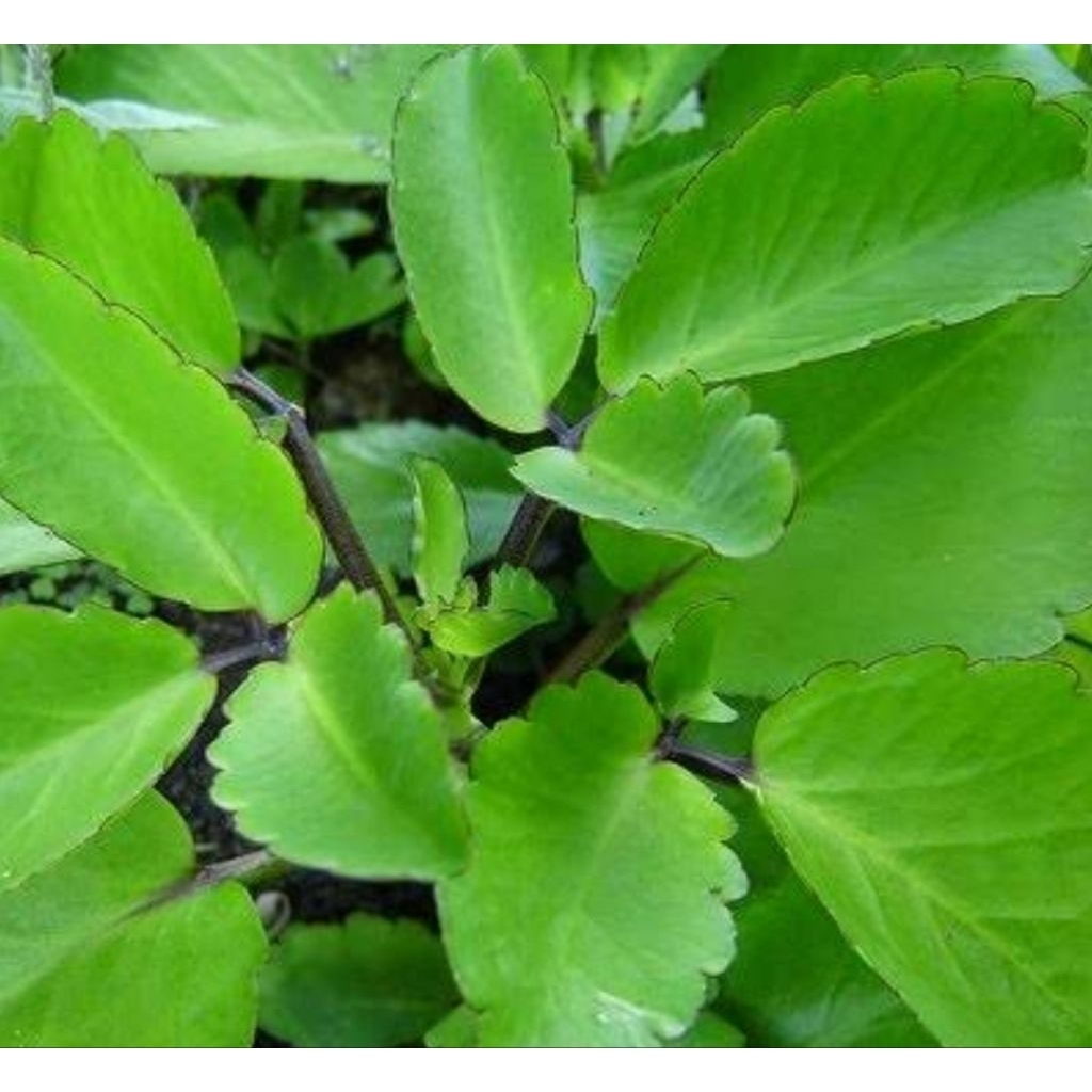 

Daun cocor bebek daun sosor bebek segar 1 kg-az