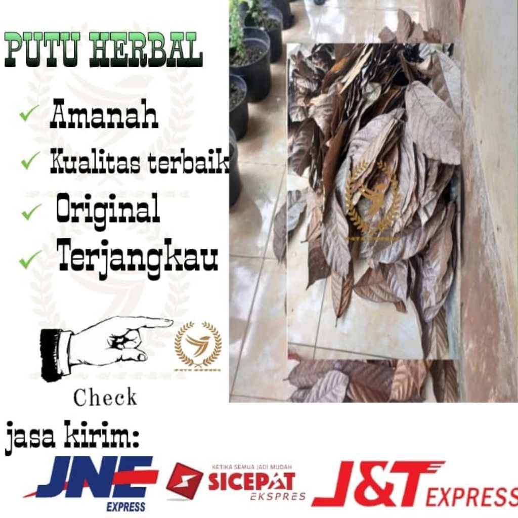 

Daun coklat kering | Daun kakao kering | daun kakao | daun coklat