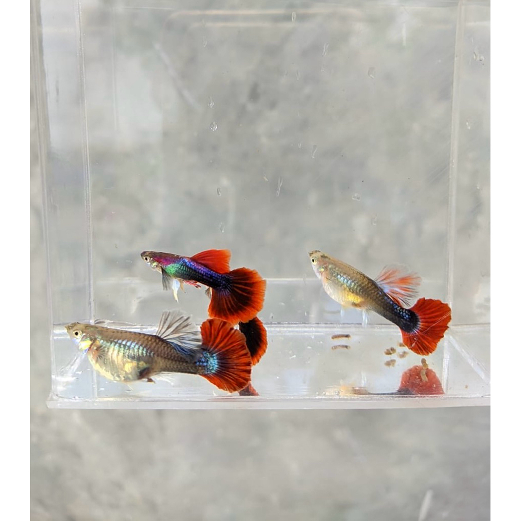 Hiasan aquarium guppy Hb red rose cauliflower