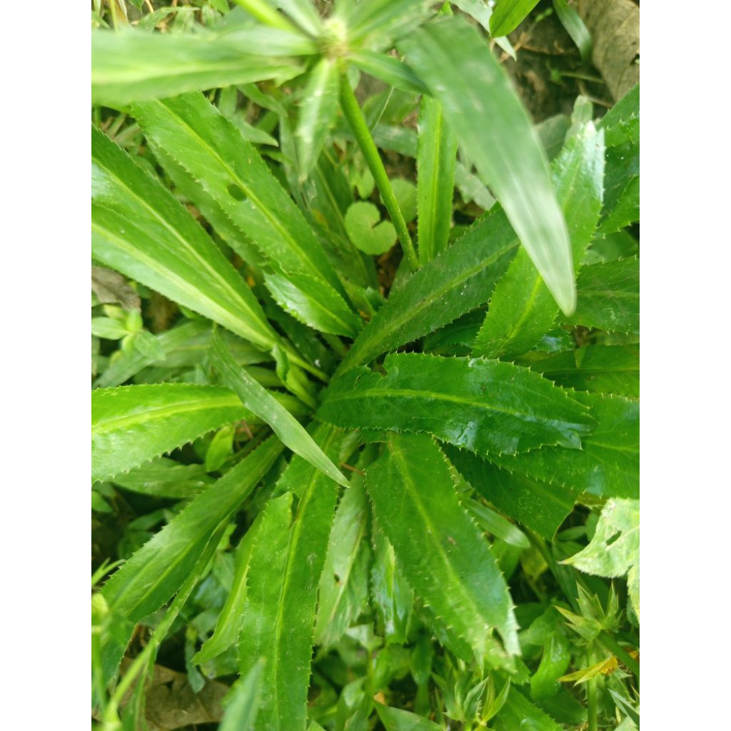 

Jual daun sayuran walang sengit/daun walang geni bisa di pakai buat obat herbal per 250gram sudah bersih