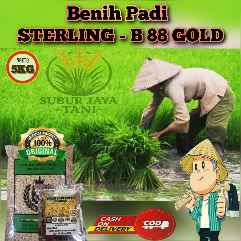 (5KG) Benih Padi HIBRIDA STERLING - B 88 GOLD bibit padi super gabah unggul berkualitas