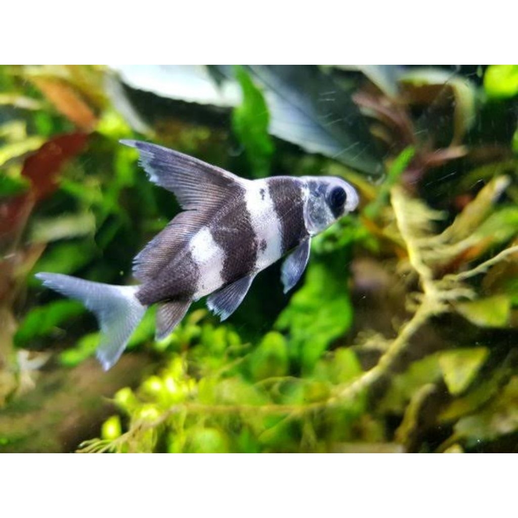 Chinese high fin ikan hias