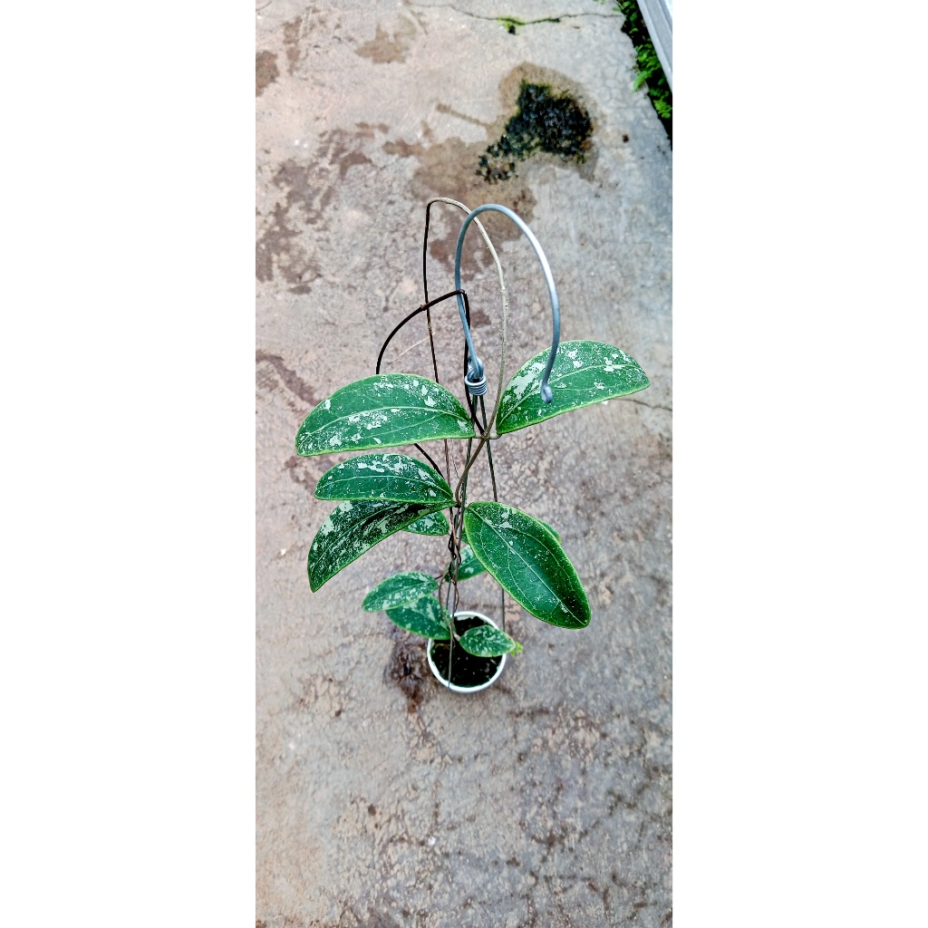 Hoya rintzii splash | tanaman hias | tanaman hoya |tanaman gantung.