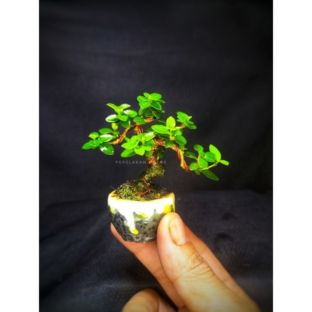 Bonsai Mini Shito Sancang Premna microphylla Original Sudah Berkarakter Bonus pot bawaan