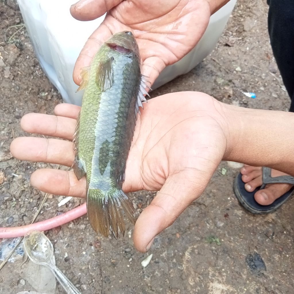 ikan betok papuyu