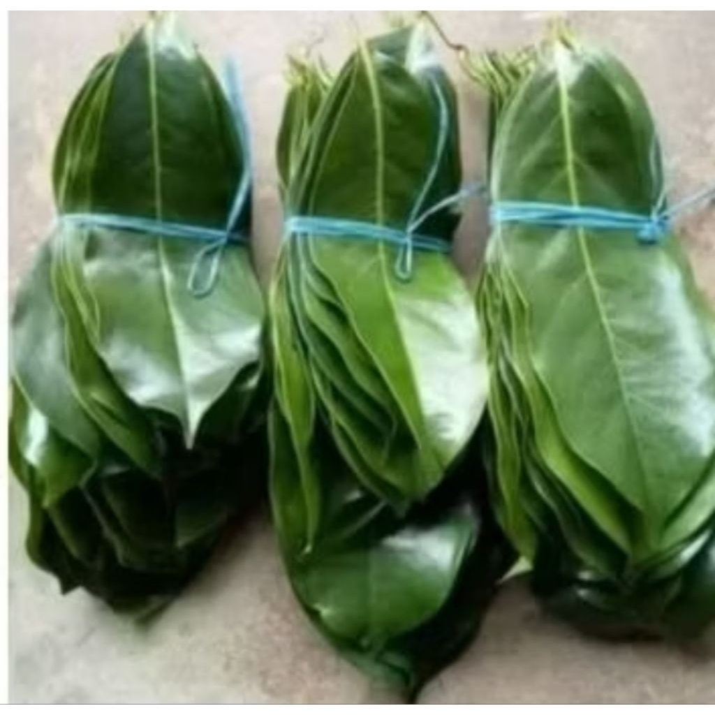 

25 lembar daun sirsak fresh sgar termurah terlaris