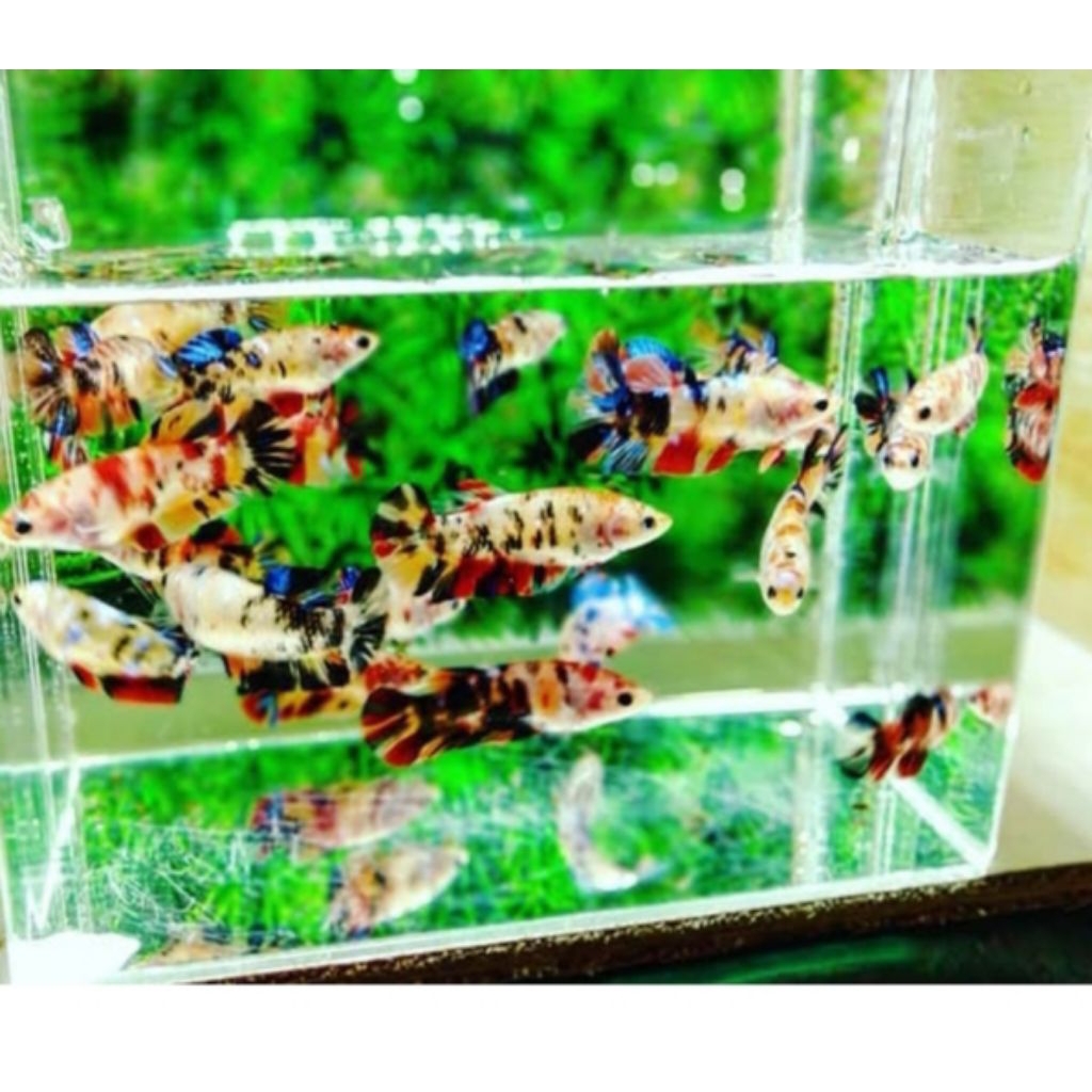 Vitamin ikan hias super