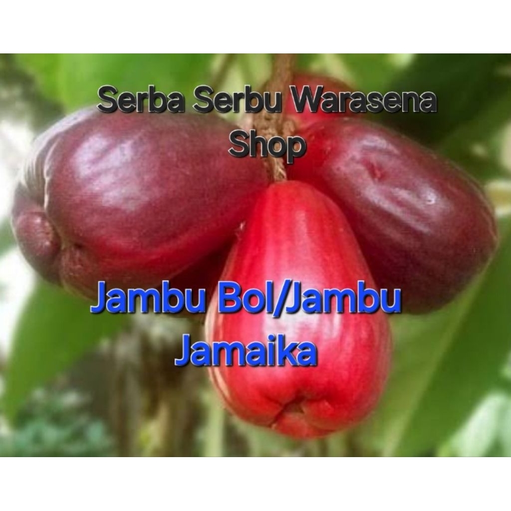 

Jambu Bol Jamaika segar metik langsung dari pohonya.